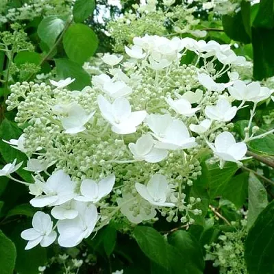 Гортензия УАЙТ ДОМ древовидная  Гортензия УАЙТ ДОМ древовидная в Иркутске