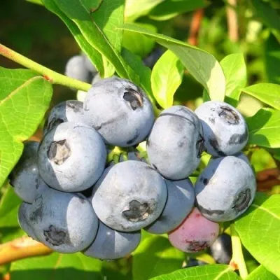 Голубика ЭЛИЗАБЕТ — описание сорта Голубика ЭЛИЗАБЕТ в Иркутске