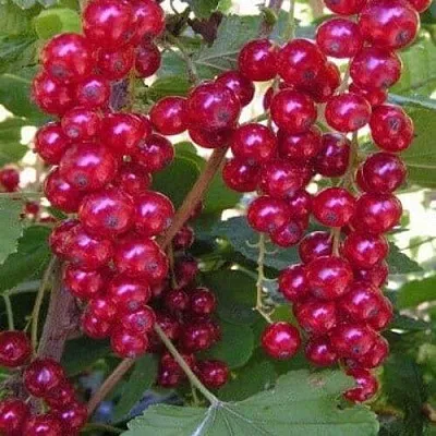 Смородина красная ПУРПУРНАЯ  Смородина красная ПУРПУРНАЯ в Иркутске