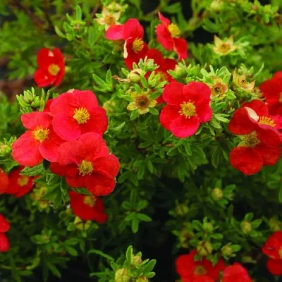 Лапчатка РЕД АЙС кустарниковая  Лапчатка РЕД АЙС кустарниковая в Иркутске