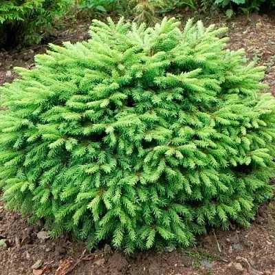 Ель НИДИФОРМИС обыкновенная  Ель НИДИФОРМИС обыкновенная в Иркутске