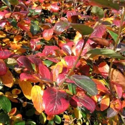 Кизильник блестящий в Иркутске