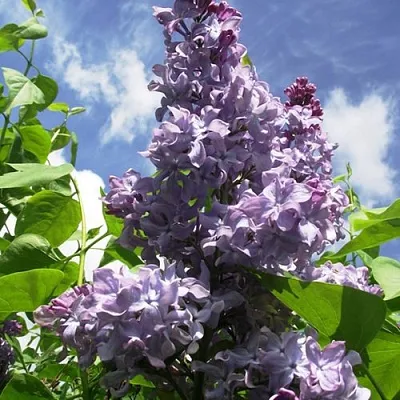 Сирень КРЫЛЬЯ НАДЕЖДЫ в Иркутске