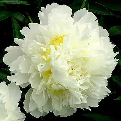 Пион ЗОЛОТОЙ ОРЕОЛ травянистый в Иркутске