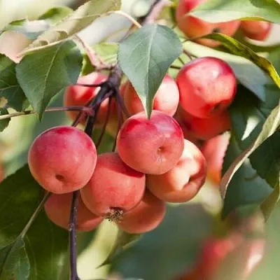 Яблоня ВИШНЕПЛОДНАЯ декоративная в Иркутске