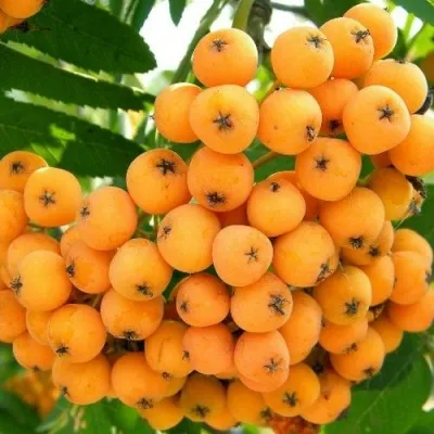 Рябина НЕВЕЖИНСКАЯ ЖЕЛТАЯ сладкоплодная — описание сорта Рябина НЕВЕЖИНСКАЯ ЖЕЛТАЯ сладкоплодная в Иркутске