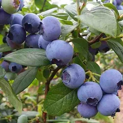 Голубика ХАРРИСОН  Голубика ХАРРИСОН в Иркутске