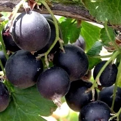 ЙОШТА — описание сорта ЙОШТА в Иркутске