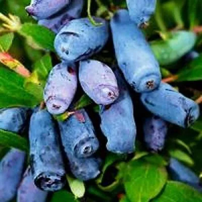 Жимолость съедобная ВОЛХОВА в Иркутске