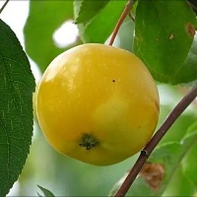 Яблоня КИТАЙКА ЖЁЛТАЯ колонновидная в Иркутске