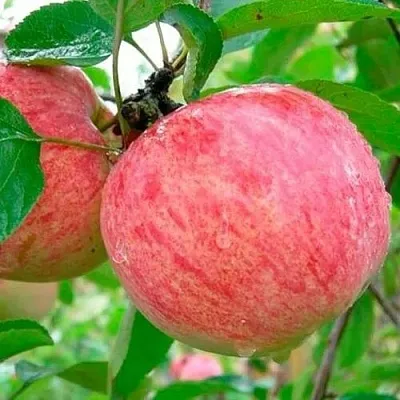 Яблоня КОРИЧНОЕ ПОЛОСАТОЕ  Яблоня КОРИЧНОЕ ПОЛОСАТОЕ в Иркутске
