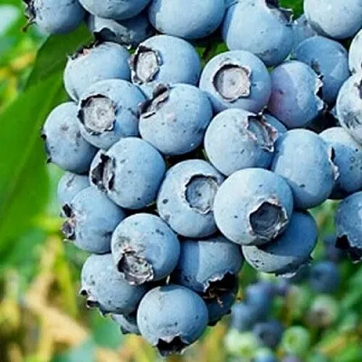 Голубика БРИГИТТА БЛЮ  Голубика БРИГИТТА БЛЮ в Иркутске