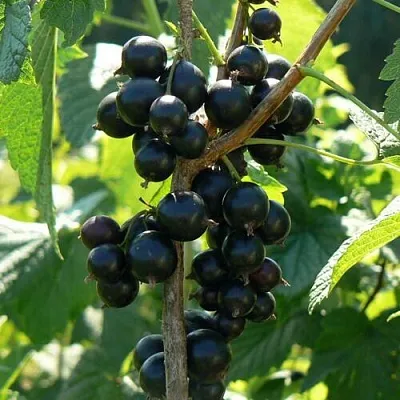 Смородина черная ВОЛОГДА  Смородина черная ВОЛОГДА в Иркутске