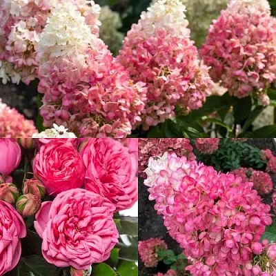 Комплект МАЛИНОВЫЙ ДЕСЕРТ в Иркутске