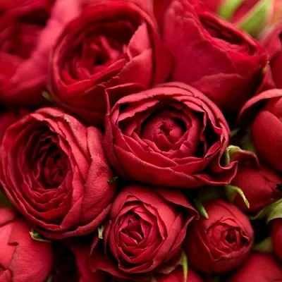 Саженцы роз РЕД ЛЕЙС спрей в Иркутске