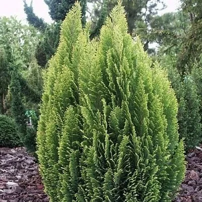 Кипарисовик ЭЛВУДИ ЭМПАЙР лавсана в Иркутске