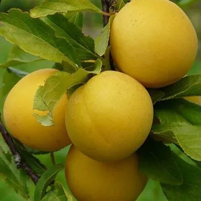 Слива СОЛНЫШКО  Слива СОЛНЫШКО в Иркутске