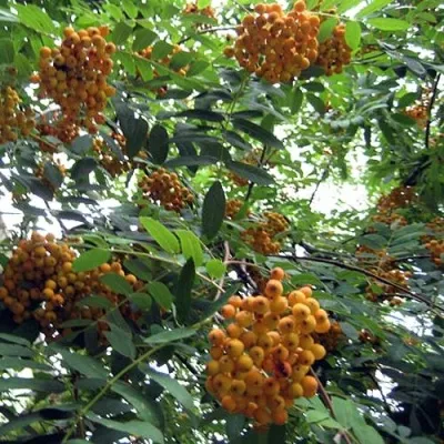 Рябина НЕВЕЖИНСКАЯ ЖЕЛТАЯ сладкоплодная — описание сорта Рябина НЕВЕЖИНСКАЯ ЖЕЛТАЯ сладкоплодная в Иркутске