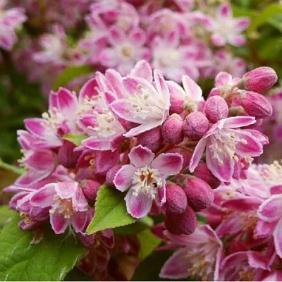 Дейция СТРОБЕРРИ ФИЛДС   Дейция СТРОБЕРРИ ФИЛДС  в Иркутске