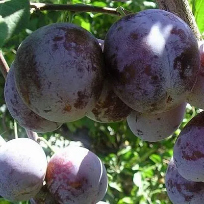 Слива РЕНКЛОД ХАРИТОНОВОЙ  Слива РЕНКЛОД ХАРИТОНОВОЙ в Иркутске