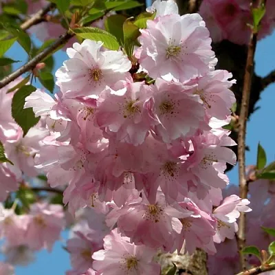 Вишня АККОЛЕЙД цветущая  Вишня АККОЛЕЙД цветущая в Иркутске