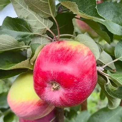 Яблоня АРБАТ колонновидная  Яблоня АРБАТ колонновидная в Иркутске