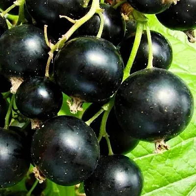 Смородина черная ДАЧНИЦА  Смородина черная ДАЧНИЦА в Иркутске