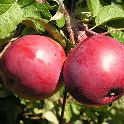 Яблоня ДАРУНАК в Иркутске