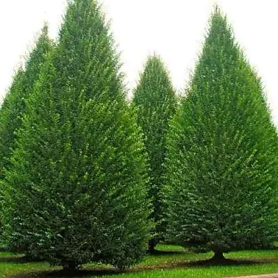 Граб  в Иркутске