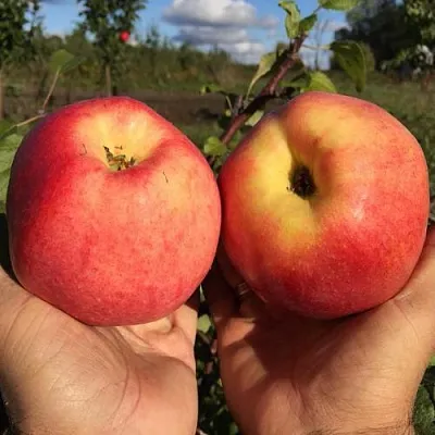 Яблоня КОВРОВОЕ стелющаяся  Яблоня КОВРОВОЕ стелющаяся в Иркутске