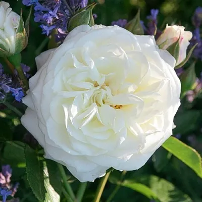 Саженцы роз АЛАБАСТЕР флорибунда  Саженцы роз АЛАБАСТЕР флорибунда в Иркутске