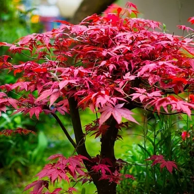 Клен дланевидный АТРОПУРПУРЕУМ в Иркутске