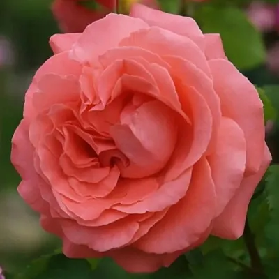 Саженцы роз ДИДИ БРИДЖУОТЕР плетистая  Саженцы роз ДИДИ БРИДЖУОТЕР плетистая в Иркутске