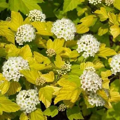 Пузыреплодник ДАРТС ГОЛД  Пузыреплодник ДАРТС ГОЛД в Иркутске