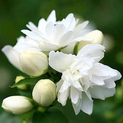 Жасмин ШНЕЕШТРУМ  Жасмин ШНЕЕШТРУМ в Иркутске