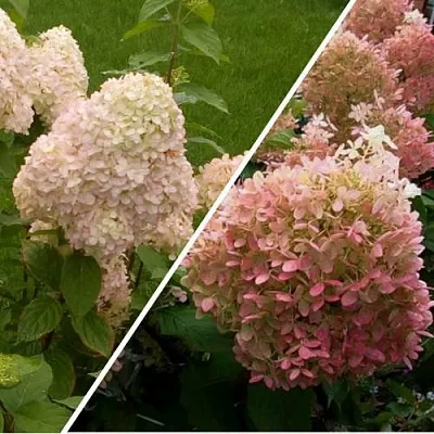 Комплект НЕЖНЫЕ ЧУВСТВА в Иркутске