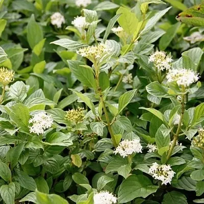 Дерен ФЛАВИРАМЕА отпрысковый   Дерен ФЛАВИРАМЕА отпрысковый  в Иркутске