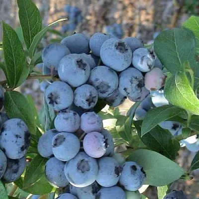 Голубика НОРТЛАНД  Голубика НОРТЛАНД в Иркутске