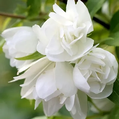 Жасмин МАНТО Д’ЭРМИН  Жасмин МАНТО Д’ЭРМИН в Иркутске