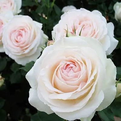 Саженцы роз ПАЛЕ РОЯЛЬ плетистая  Саженцы роз ПАЛЕ РОЯЛЬ плетистая в Иркутске