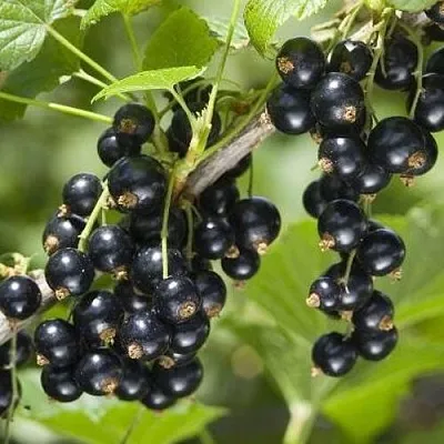 Смородина чёрная ВОЛШЕБНИЦА  Смородина чёрная ВОЛШЕБНИЦА в Иркутске