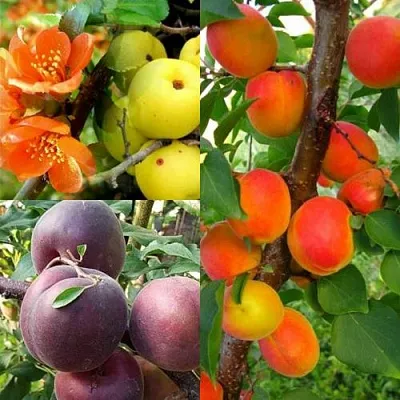 Комплект САД ДЛЯ ГУРМАНА в Иркутске