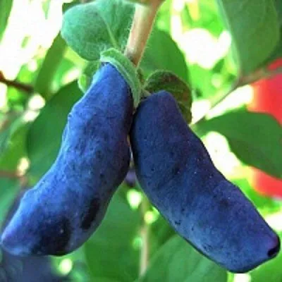 Жимолость съедобная БАКЧАРСКИЙ ВЕЛИКАН  Жимолость съедобная БАКЧАРСКИЙ ВЕЛИКАН в Иркутске