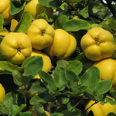 Цидония  Цидония в Иркутске