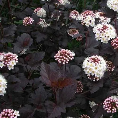 Пузыреплодник ДИАБЛО  Пузыреплодник ДИАБЛО в Иркутске