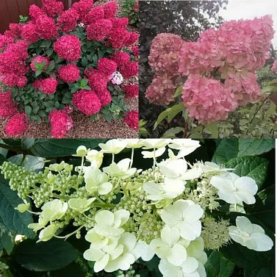 Комплект САД ЭМОЦИЙ в Иркутске