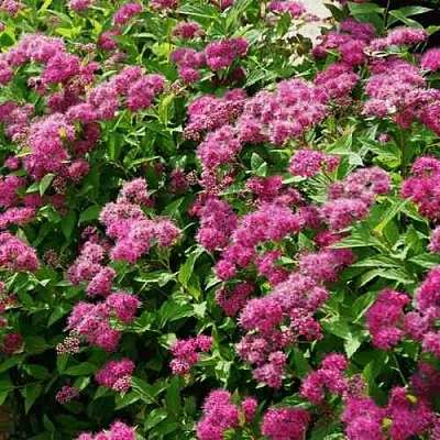 Спирея КРИСПА японская  Спирея КРИСПА японская в Иркутске