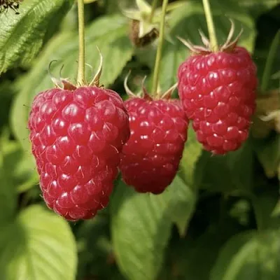 Малина МАПЕМА   Малина МАПЕМА  в Иркутске