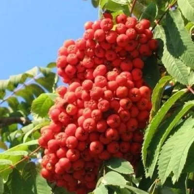 Рябина НЕВЕЖИНСКАЯ сладкоплодная — описание сорта Рябина НЕВЕЖИНСКАЯ сладкоплодная в Иркутске