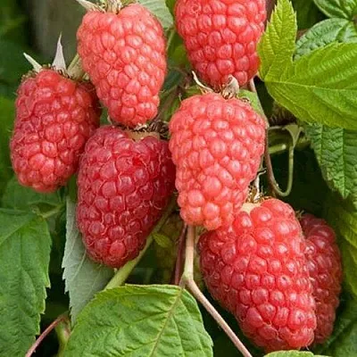 Малина КАСКАД ДЕЛАЙТ  Малина КАСКАД ДЕЛАЙТ в Иркутске